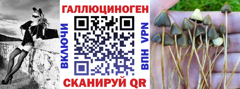 Галлюциногенные грибы Psilocybine cubensis Конаково